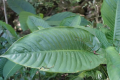 signal-2024-01-21-01-58-40-442-7